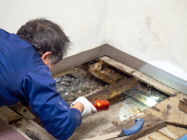 Best Emergency Mold Removal  in George West, TX