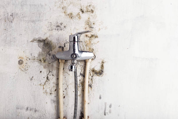 Best Home Mold Removal  in George West, TX