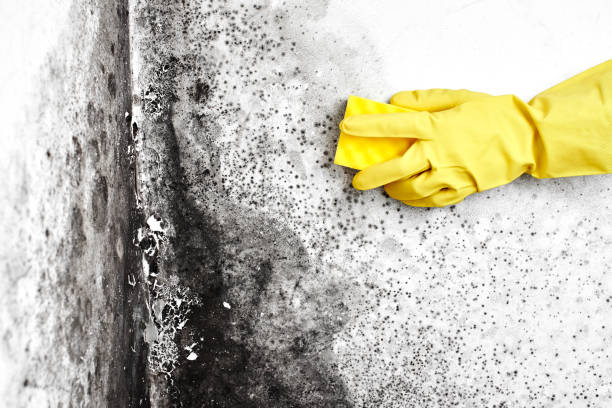 Attic Mold Removal in George West, TX