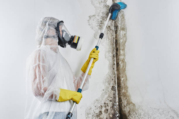 Best Toxic Mold Removal  in George West, TX