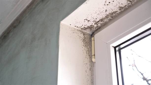 Mold Removal and Inspection in George West, TX