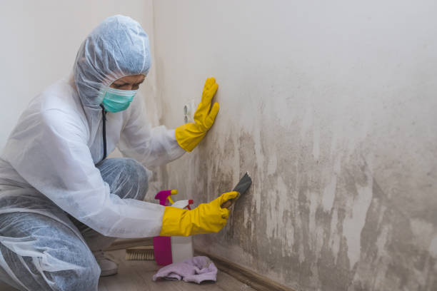 Best Professional Mold Removal  in George West, TX