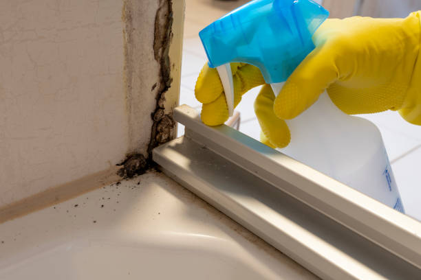 Best Fast Mold Removal  in George West, TX