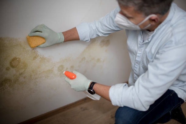 Best Black Mold Removal  in George West, TX