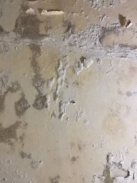 Best Fast Mold Removal  in George West, TX