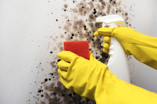 Best Mold Removal Company Near Me  in George West, TX