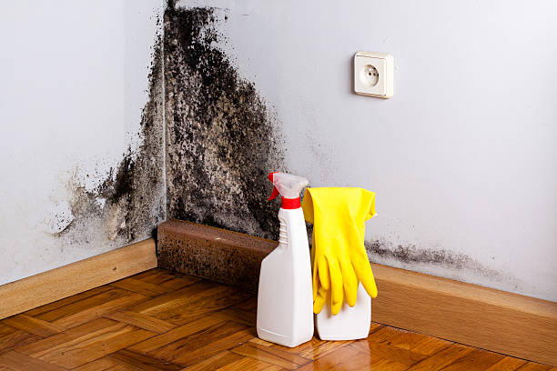 Best Certified Mold Removal  in George West, TX